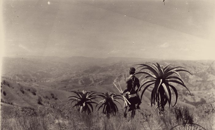 A figure standing among aloes above a river valley, photographed in the early twentieth century